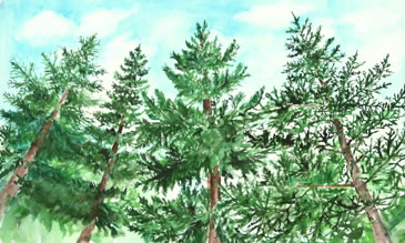 at one childrens book pine trees