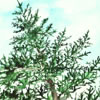 at one children's book balsam, pine trees