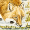 print Fox reflection
