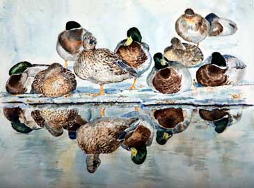 Fine art Duck print