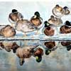 fine Art Duck print